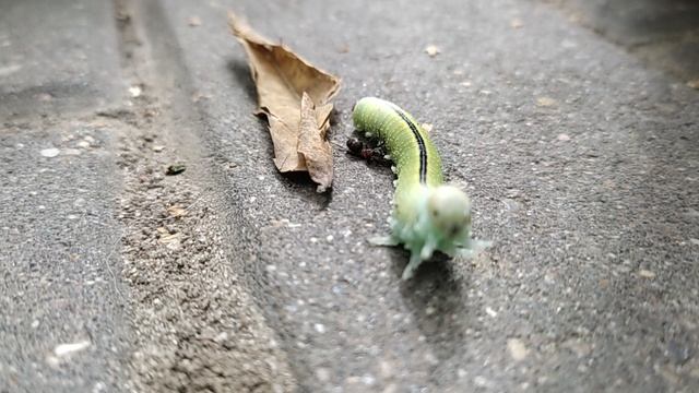 Гусеница и муравей