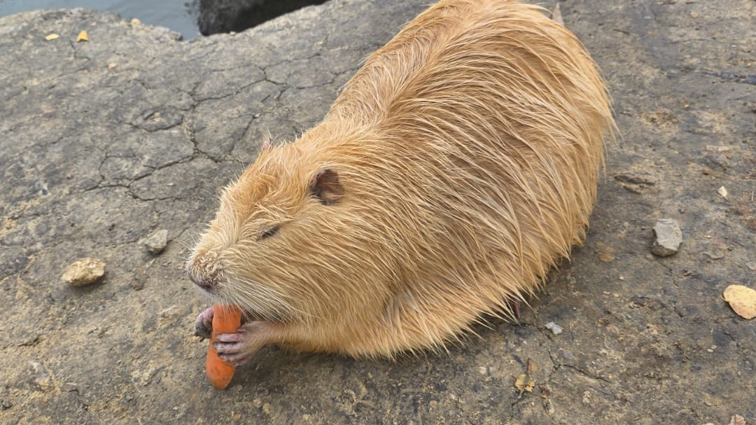 Прекрасная суббота. Нутриевая ферма. Куликово поле. Влог смотреть онлайн
