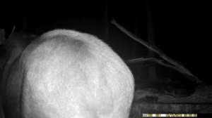 Лоси едят осину на солонце