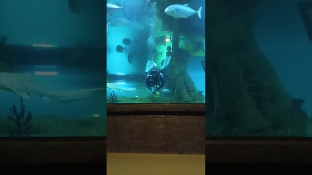 шоу смотреть онлайн