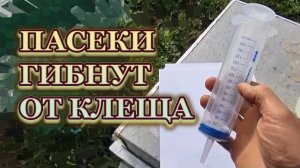 19 сентября 25 года.Пасеки в Подмосковье, гибнут, слетают, от клеща