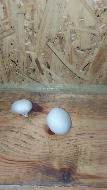 Советую, очень вкусные грибы! смотреть онлайн