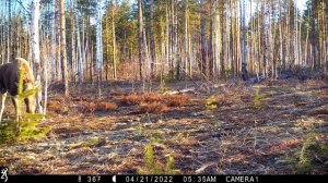 Лось на гону танцует на поляне в лесу
