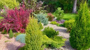 Карликовые барбарисы / ели / сосны / можжевельники / молодило / эрики и др. в осеннем рокарии.