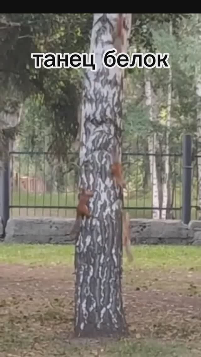 танец белок
