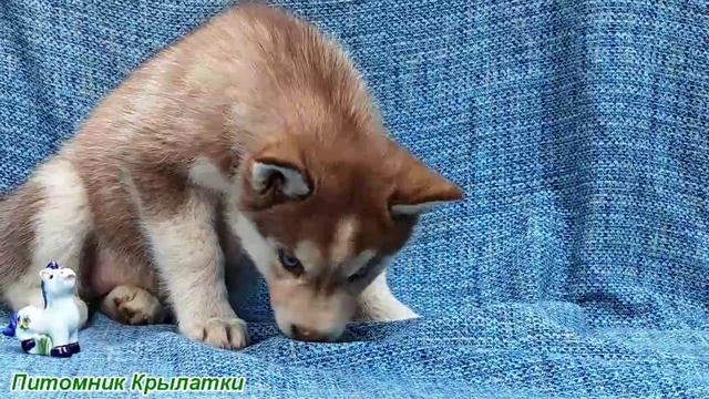 Предлагаем голубоглазую, шоколадную девочку щенка хаски, родилась 22 июля 2025 года