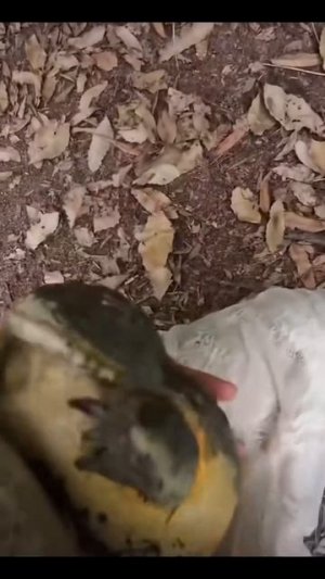 Что за гриб такой, кто знает? #shorts