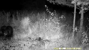 Как живут медведи в дикой природе.Медвежата играют на поляне.Видео съемка медведей в дикой природе