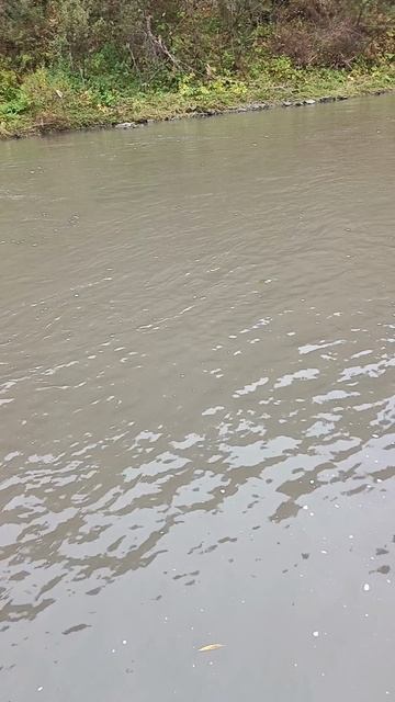 Стою на берегу реки Майма и читаю свои стихи смотреть онлайн