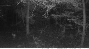 Зайцы в лесу на опушке.Заяц русак