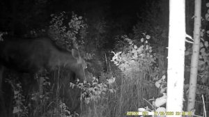 Лось ночью на новом солонце | Чем питается лось в лесу