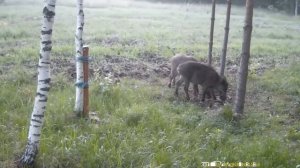 Herd Feral hogs[Wild boars]