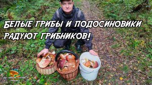 Белые грибы и подосиновики радуют грибников! 20.09.25