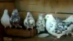 Голуби детства (крымаки) #6