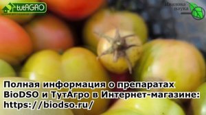 ТОМАТЫ ХРАНЯТСЯ ДО НОВРОГО ГОДА! Как хранить свои томаты, чтобы они лежали до Нового года 100 %?