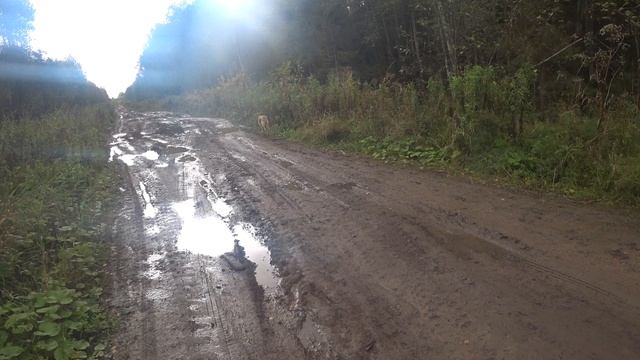 После гона.