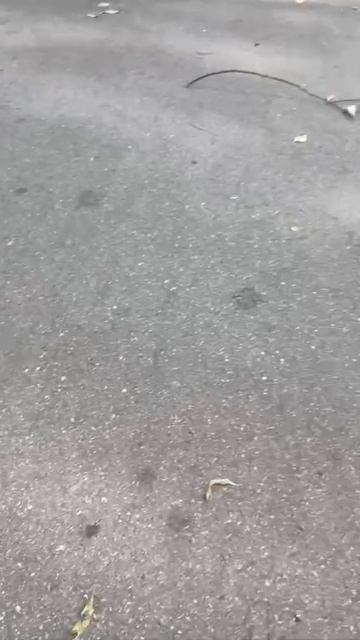 Белочки на улицах Липецка