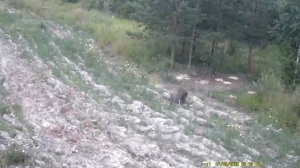 Лиса и кабан на кормушке часть №1