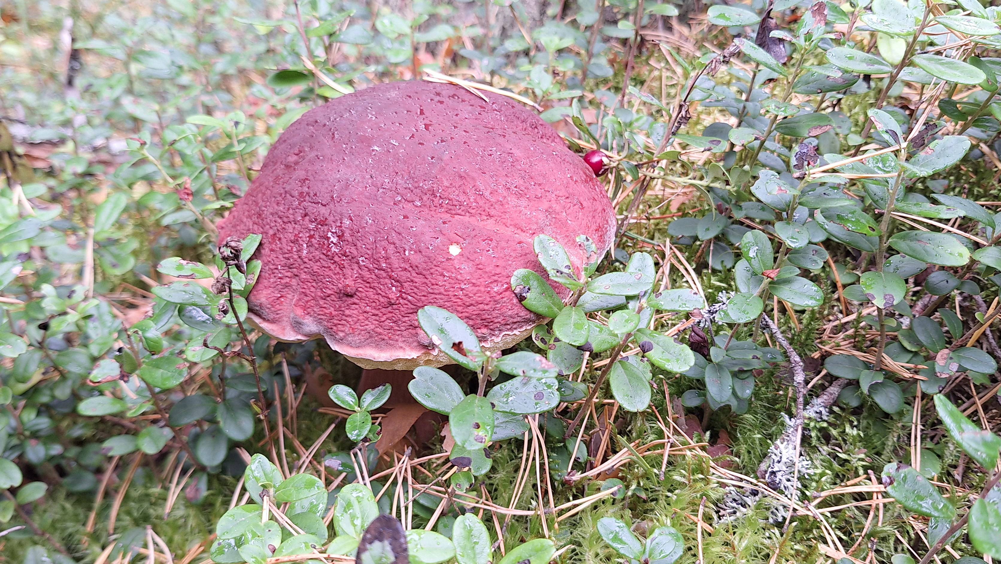 Чудо природы-Боровики!!! смотреть онлайн