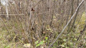 Ловля певчих птиц.