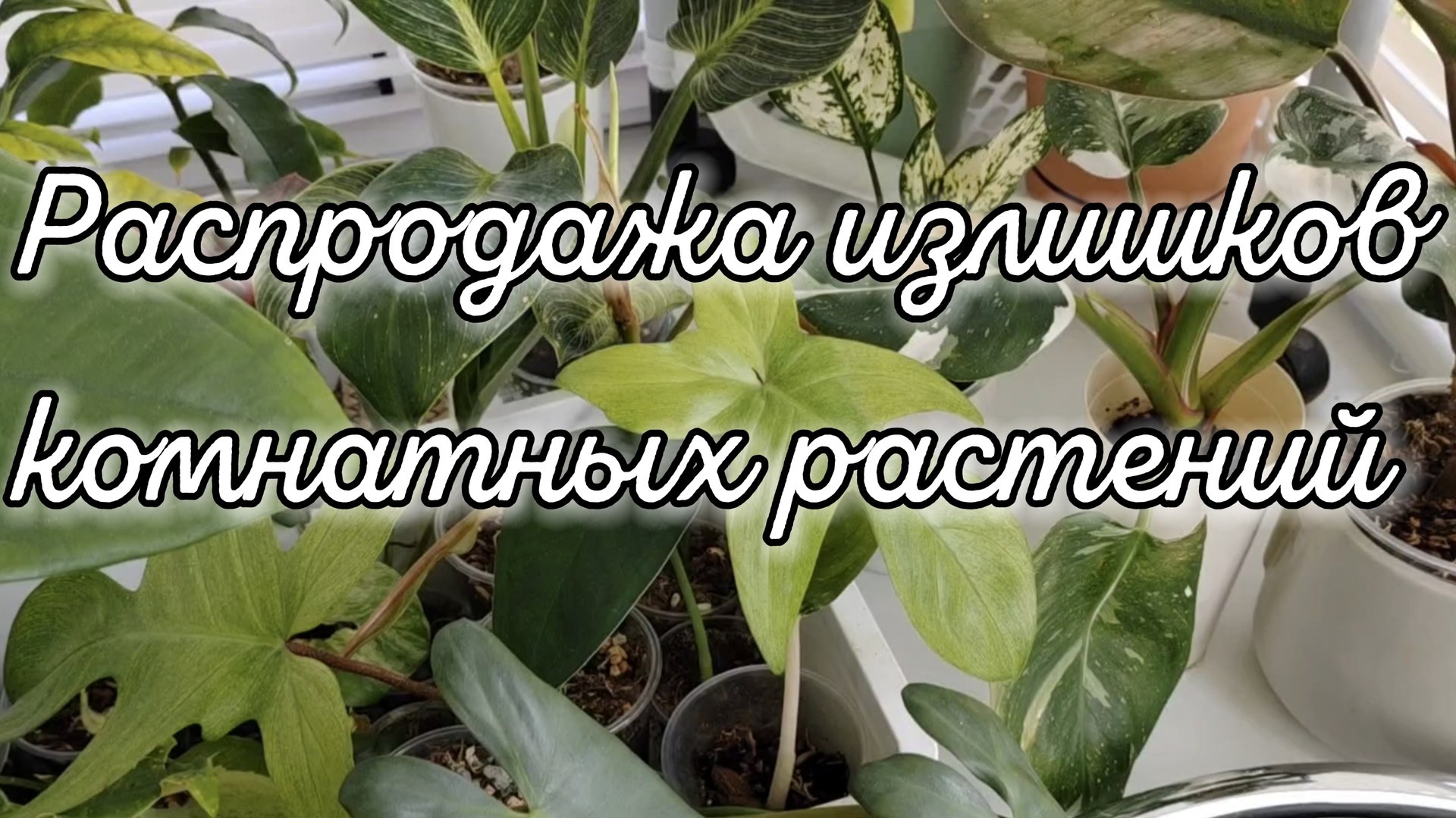 РАСПРОДАЖА ИЗЛИШКОВ КОМНАТНЫХ РАСТЕНИЙ | Алоказии, филодендроны, хойи и др. смотреть онлайн