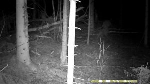 Как дикий лось удивительно умеет чесать рога