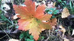 Осенний мотив.