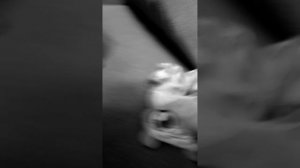 КОТЁНОК В ПАРКЕ