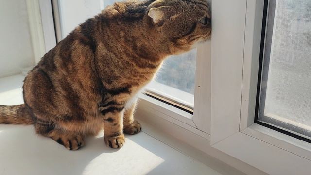 Кошки на окошке смотреть онлайн