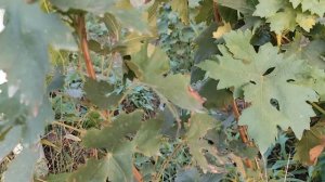 АВТОГРАФ (первая сигналочка) КАЛУГИНА В.М.