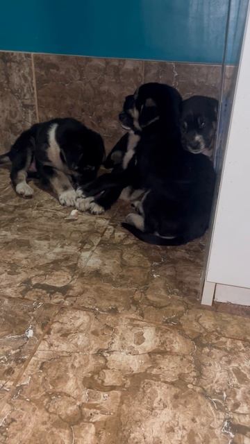 🆘 Срочные сборы: малышарики с кладбища с пироплазмозом