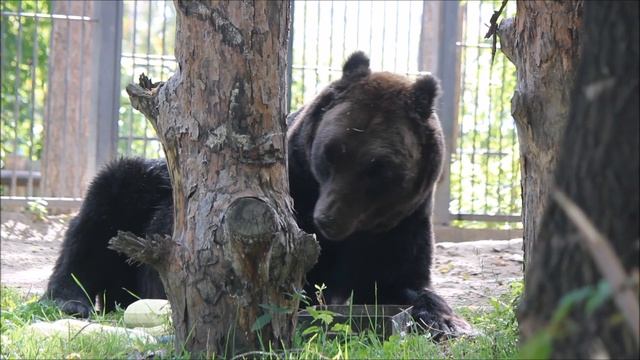 Лёха кушает что-то вкусное, а Валя ходит после купания 17.09.2025 смотреть онлайн
