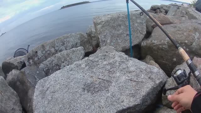 Рыбалка на Финском заливе. Отчёт за 04.08.2024. Дамба, южная сторона. Плотва, окунь, густера.