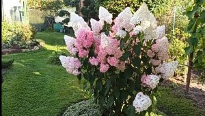 Мои гортензии, как ухаживаю и обрезаю 💁🌼🌼🌼