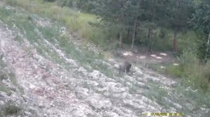 Fox attack wild boar,wild boar attack fox.