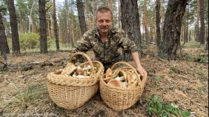 Боровики полянами в сосновом бору возле Дона