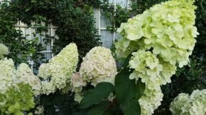 Лето прошло, а розы цветут 🐈⬛🌹🐈.Итоги сезона 2025