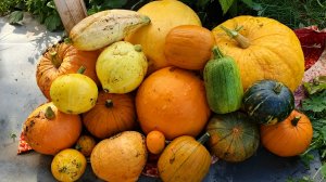 Урожай тыквы 2025