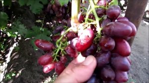 12.09.2025. Виноград ТАЛДУН и КРАСНАЯ ПЛАНЕТА в г. Липецке.