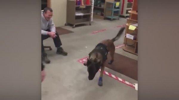 NEW! BRAIN TIME.  КОГДА ПОЛИЦЕЙСКИЕ СОБАКИ ЗАБЫЛИ, ЧТО ОНИ НА СЛУЖБЕ