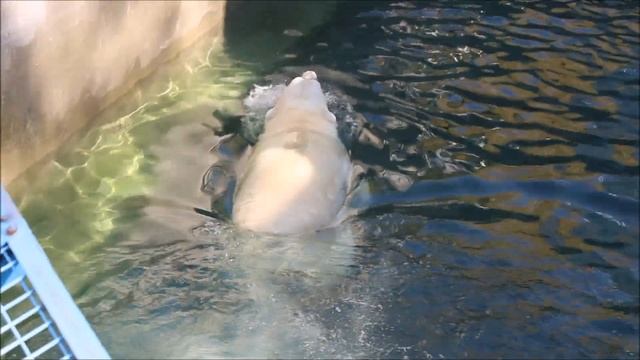 Кай заинтересовался конусом, который забросил на решётку 17.09.2025 смотреть онлайн