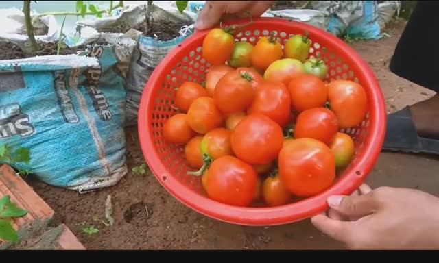 Садим помидоры собираем урожай смотреть онлайн
