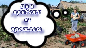 Урожай картошки впечатляет. запуталась в ней.