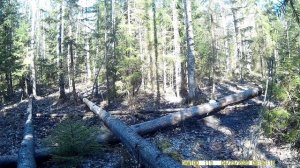 Дикий лось(сохатый) пришел на солонец для лося|Лось на солонце часть №4