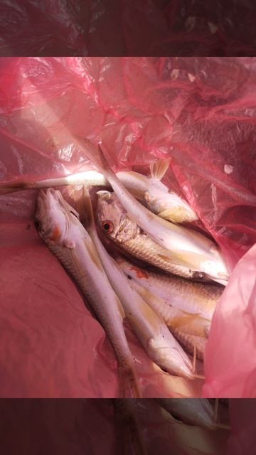 вот сколько рыбы поймал