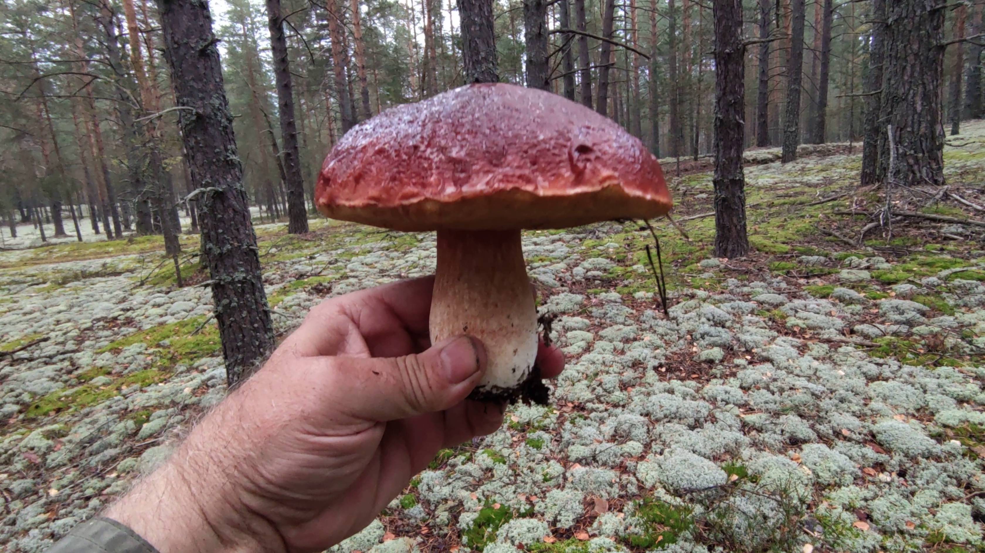 Белый гриб закончился?