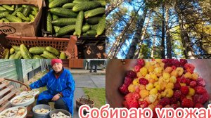 Засолила опята,собрала огурцы,пион выкопала,грибов принесла.