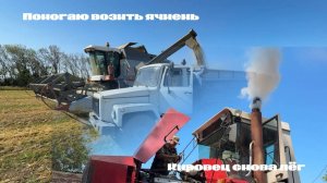 Кировец снова лёг... Помогаем возить зерно на Газоне!