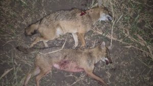 Александр продолжает бороться с шакалом в Ростовских степях. Прицел Sytong XM06-50LRF