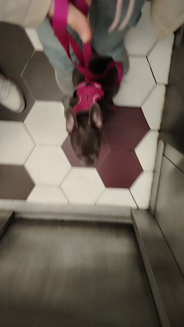 Гуляю с собакой смотреть онлайн